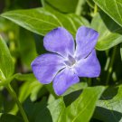 50X Seeds - Vinca Little Mix ground cover Seeds - Garden Flower Seeds