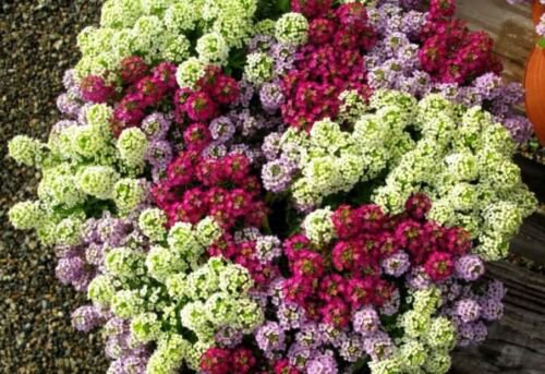 200X Seeds - ALYSSUM MAGIC CIRCLES MIX ground cover Seeds - Garden Flower Seeds