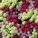 200X Seeds - ALYSSUM MAGIC CIRCLES MIX ground cover Seeds - Garden Flower Seeds