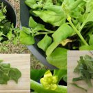 20X Seeds - Warrigal Greens / Tetragonia tetragonioides ground cover Seeds - Garden Flower Seeds