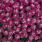 250X Seeds - SWEET ALYSSUM 'ROSIE O'DAY' ground cover Seeds - Garden Flower Seeds
