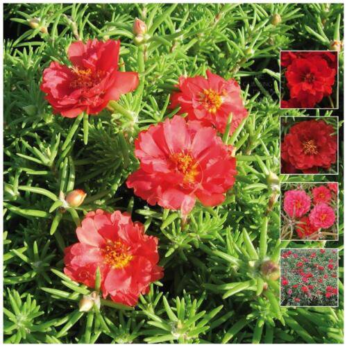 25X Seeds - PORTULACA Endless Summer RED ground cover Seeds - Garden Flower Seeds