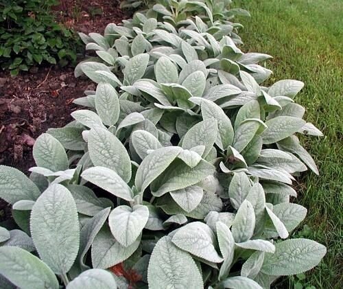 50X Seeds - LAMB EARS Stachys Byzantina ground cover Seeds - Garden Flower Seeds