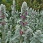50X Seeds - LAMB EARS Stachys Byzantina ground cover Seeds - Garden Flower Seeds