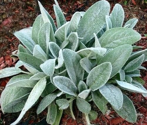 150X Seeds - Lambs Ear (Stachys Byzantina) ground cover Seeds - Garden Flower Seeds