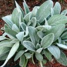 150X Seeds - Lambs Ear (Stachys Byzantina) ground cover Seeds - Garden Flower Seeds