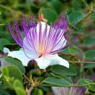 8X Seeds - CAPER BUSH EDIBLE FRUIT FLOWER ground cover Seeds - Garden Flower Seeds