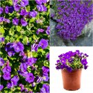 125X Seeds - AUBRETIA Hybrida BLUE FLOWER ground cover Seeds - Garden Flower Seeds