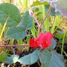 50X Seeds - Kennedia Eximia Fine Red Creeper Red ground cover Seeds - Garden Flower Seeds