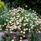 50X Seeds - SEASIDE DAISY SUPERB ground cover Seeds - Garden Flower Seeds