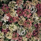 100X Seeds - Alyssum Flower Aphrodite ground cover Seeds - Garden Flower Seeds