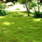 50X Seeds - Irish Moss Seeds (Sagina Mijikai ) ground cover Seeds - Garden Flower Seeds