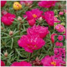 25X Seeds - PORTULACA Endless Summer MAGENTA ground cover Seeds - Garden Flower Seeds