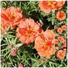 25X Seeds - PORTULACA Endless Summer ORANGE ground cover Seeds - Garden Flower Seeds