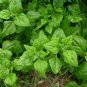20X Seeds - Warrigal Green Spinach ground cover Seeds - Garden Vegetable Seeds