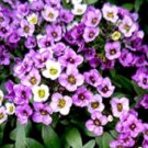 300X Seeds - SWEET ALYSSUM 'VIOLET QUEEN' ground cover Seeds - Garden Flower Seeds