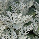 100X Seeds - Cineraria Flower Garden Perennial SILVER ground cover Seeds - Garden Flower Seeds
