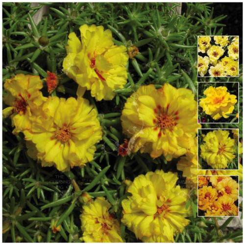 25X Seeds - PORTULACA Endless Summer YELLOW ground cover Seeds - Garden Flower Seeds