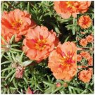 25X Seeds - PORTULACA Endless Summer ORANGE cover Seeds - Garden Flower Seeds