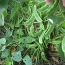 15X Seeds - Bean 'LAB LAB HIGHWORTH' Ground cover Seeds - Garden Flower Seeds