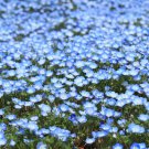 100X Seeds - NEMOPHILA BABY BLUE EYES Ground cover Seeds - Garden Flower Seeds