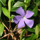 50X Seeds - Vinca Little Mix Color Ground cover Seeds - Garden Flower Seeds