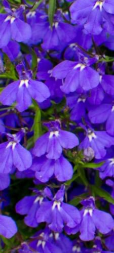 100X Seeds - LOBELIA Emperor William Ground cover Seeds - Garden Flower Seeds
