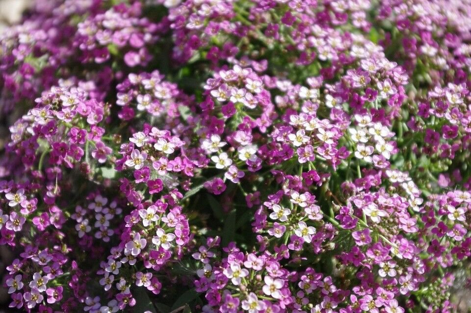 250X Seeds - ALYSSUM Magic Circles Ground cover Seeds - Garden Flower Seeds
