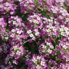 250X Seeds - ALYSSUM Magic Circles Ground cover Seeds - Garden Flower Seeds