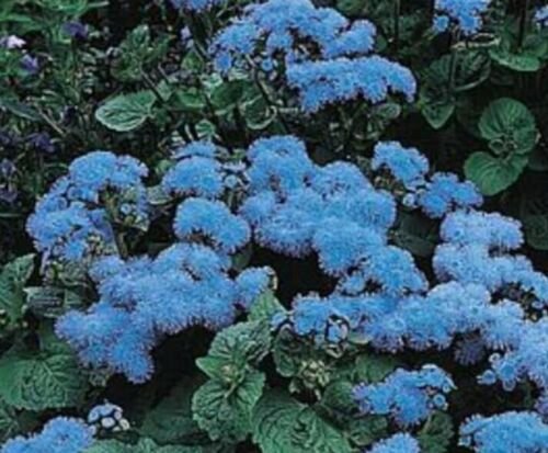 100X Seeds - ADORABLE AGERATUM BLUE MINK Ground cover Seeds - Garden Flower Seeds