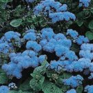 100X Seeds - ADORABLE AGERATUM BLUE MINK Ground cover Seeds - Garden Flower Seeds