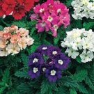50X Seeds - Dwarf Verbena Seeds Ground cover Seeds - Garden Flower Seeds