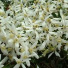 12X Seeds - Ground Covers& Climbers Collection Ground cover Seeds - Garden Flower Seeds