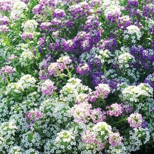 200X Seeds - Alyssum Magic Circles Ground cover Seeds - Garden Flower Seeds