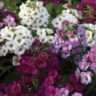 200X Seeds - ALYSSUM PASTEL CARPET MIX Ground cover Seeds - Garden Flower Seeds