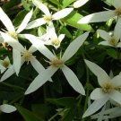 15X Seeds - Clematis gentianoides Ground Clematis Ground cover Seeds - Garden Flower Seeds
