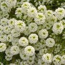 100X Seeds - ALYSSUM CARPET OF SNOW FLOWER Ground cover Seeds - Garden Flower Seeds