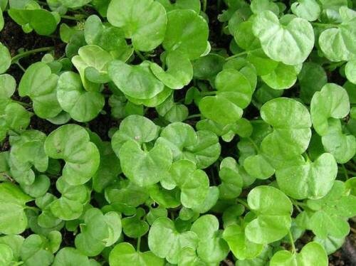 2gms Seeds - KIDNEY CREEPER Ground cover Seeds - Garden Flower Seeds