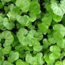 2gms Seeds - KIDNEY CREEPER Ground cover Seeds - Garden Flower Seeds