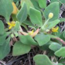 5X Seeds - Tetragonia implexicoma Bower Spinach Ground cover Seeds - Garden Flower Seeds