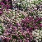 100X Seeds - ALYSSUM APHRODITE FLOWER Ground cover Seeds - Garden Flower Seeds