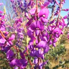 10X Seeds - PINK DESERT PEA Bush Ground cover Seeds - Garden Flower Seeds