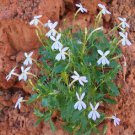100X Seeds - ROCK ISOTOME LAURENTIA Isotoma Petraea Ground cover Seeds - Garden Flower Seeds