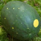 10X Seeds - Watermelon Moon and Stars Fruit Seeds - Garden Fruit Watermelon Seeds