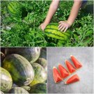 7X Seeds - Watermelon All Sweet Fruit Seeds - Garden Fruit Watermelon Seeds