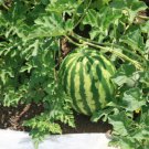 10X Seeds - WATERMELON 'Crimson Sweet' Fruit Seeds - Garden Fruit Watermelon Seeds