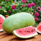 10X Seeds - WATERMELON Charleston Grey Fruit Seeds - Garden Fruit Watermelon Seeds