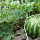 12X Seeds - WATERMELON “SUGAR BABY" Fruit Seeds - Garden Fruit Watermelon Seeds