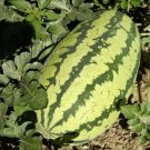 10X Seeds - WATERMELON Bush Jubilee Fruit Seeds - Garden Fruit Watermelon Seeds
