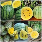 7X Seeds - WATERMELON Golden Honey Fruit Seeds - Garden Fruit Watermelon Seeds